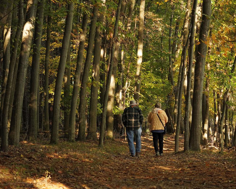 two people walk on a trail through a forest